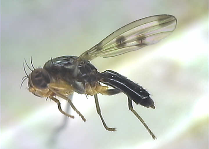 Geomyza tripunctata